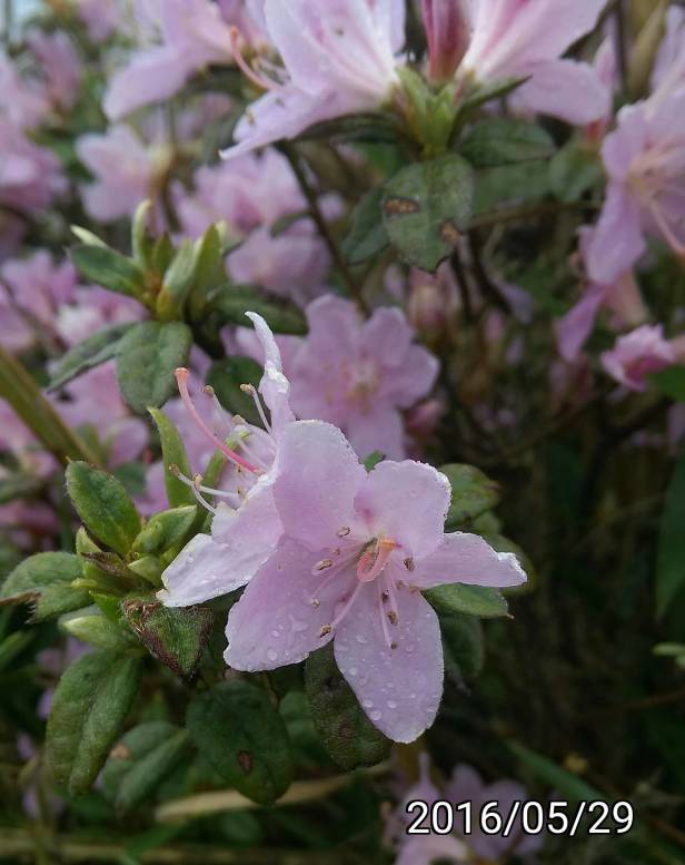 ￼合歡東峰的紅毛杜鵑、Rhododendron rubropilosum