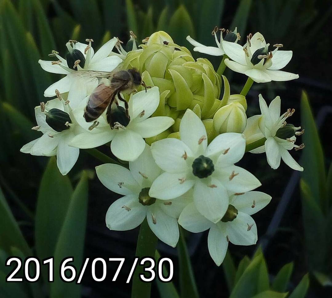 台中 后里 中社觀光花市 ￼蜜蜂&￼伯利恆之星、虎眼萬年青、bee & ornithogalum saundersiae， star of Bethlehem