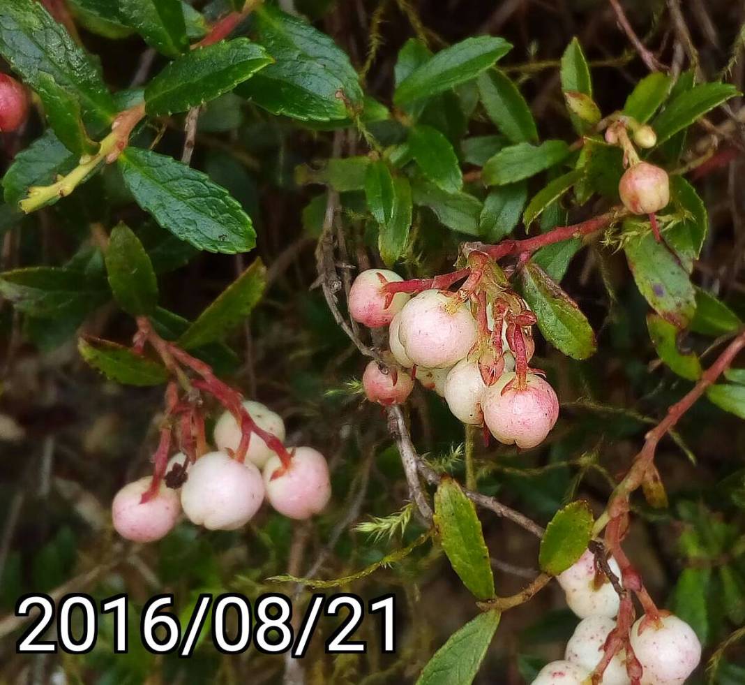 大雪山森林遊樂區 高山白珠樹的果實, fruits of Gaultheria itoana